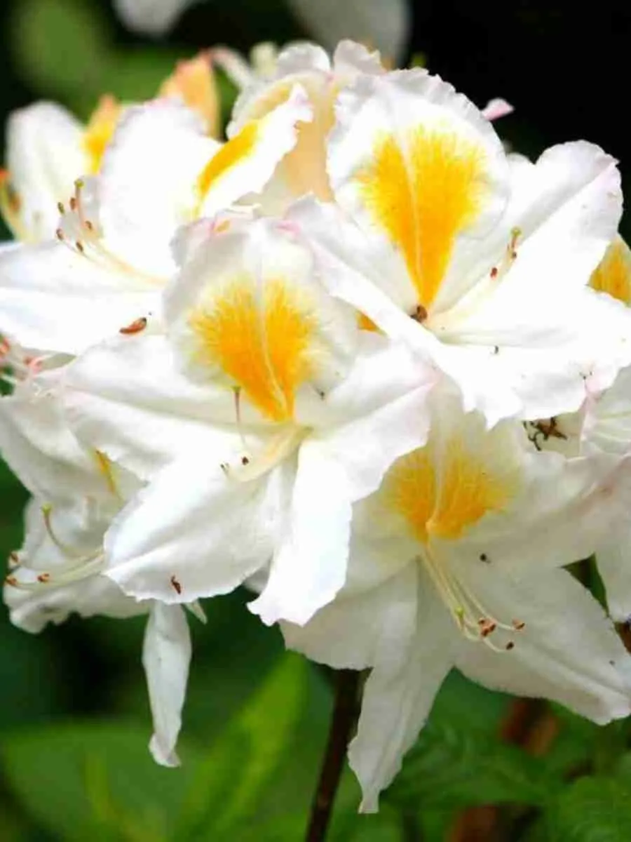 Азалия Northern Hi Lights