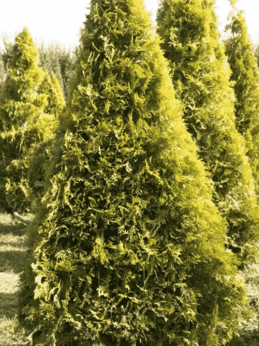 Туя  западная Aurescens