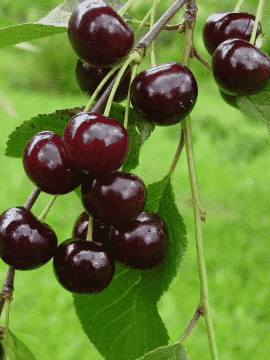 Вишня Новелла