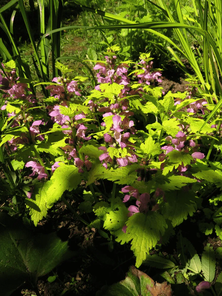 Яснотка крапчатая Cannon's Gold