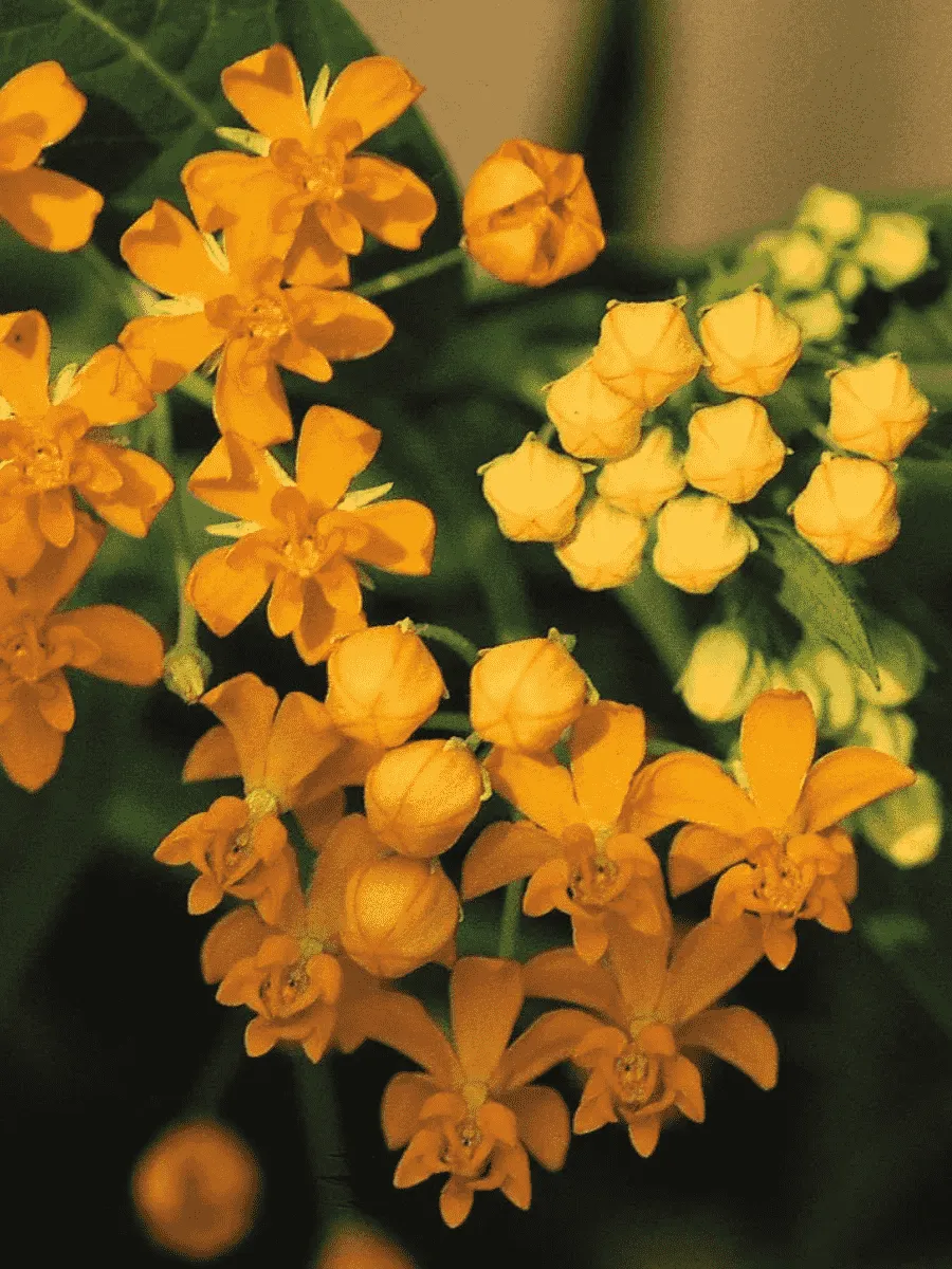 Ваточник Кюрасавский Silky Gold