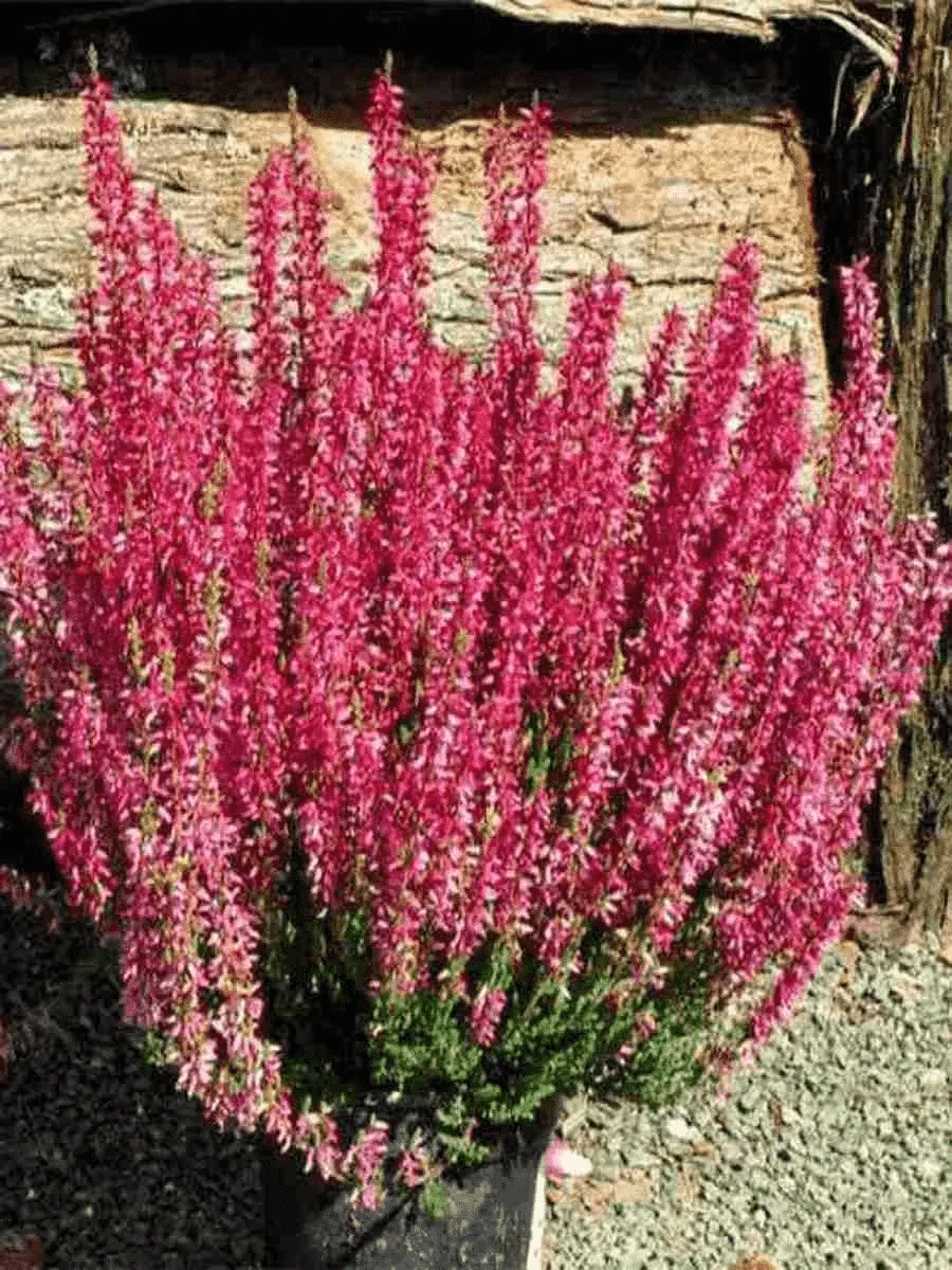 Вереск обыкновенный Red Marlies