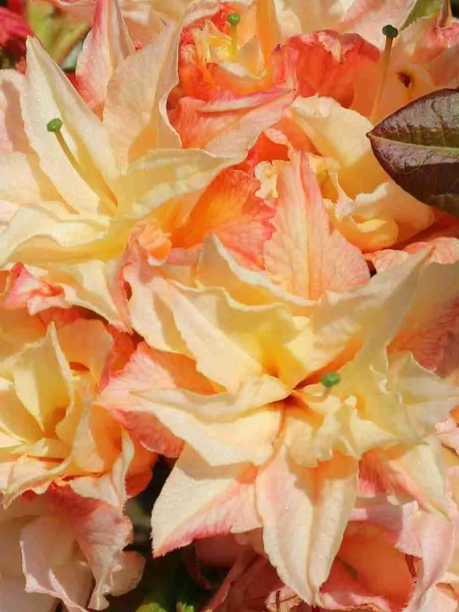 Азалия крупноцветковая Cannon's Double