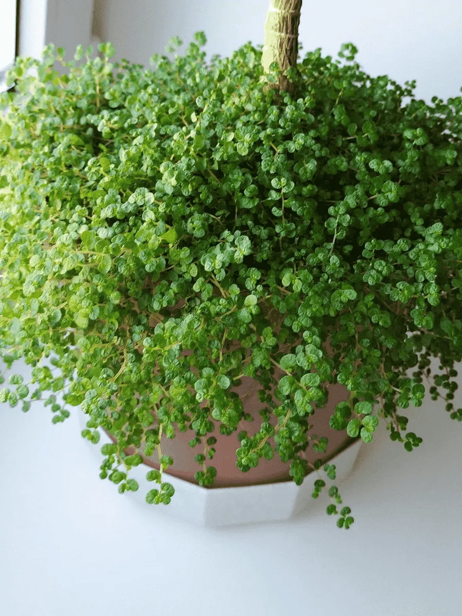 Мюленбекия спутанная Minero