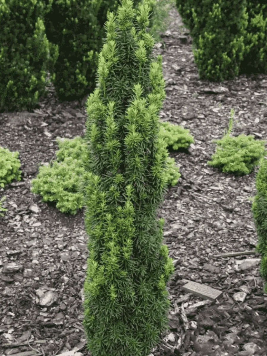 Тис средний Wojtek