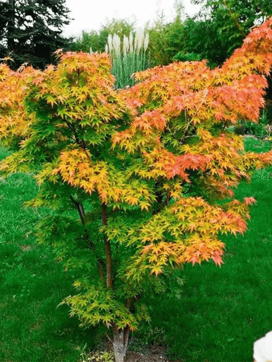 Клен веерный Orange Dream