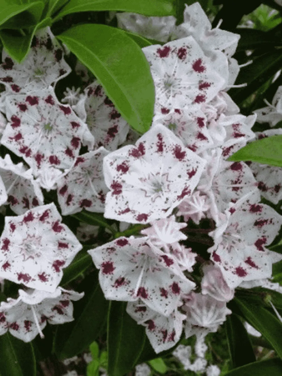 Кальмия широколистная Radiata