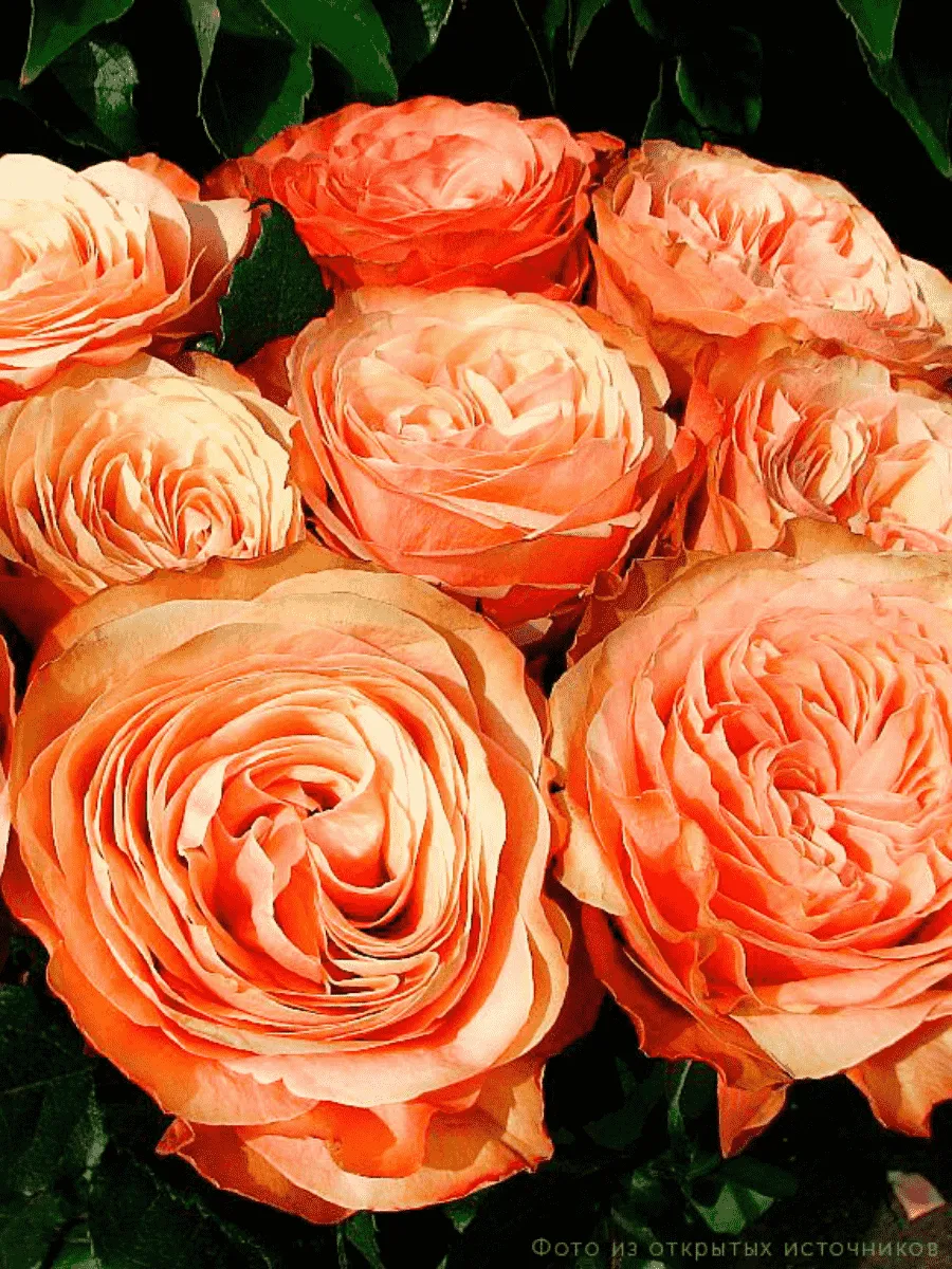 Роза чайно-гибридная Kahala