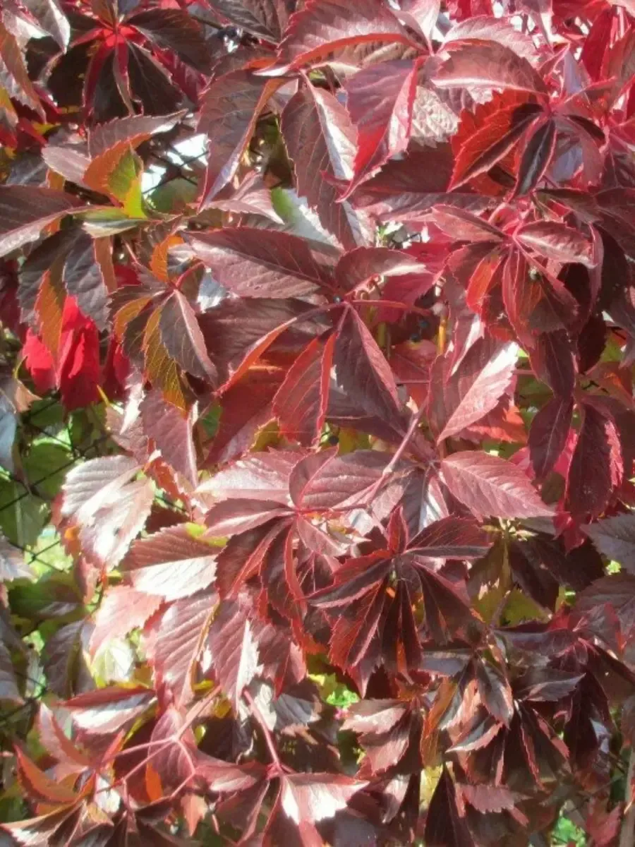 Виноград девичий пятилисточковый RedWall