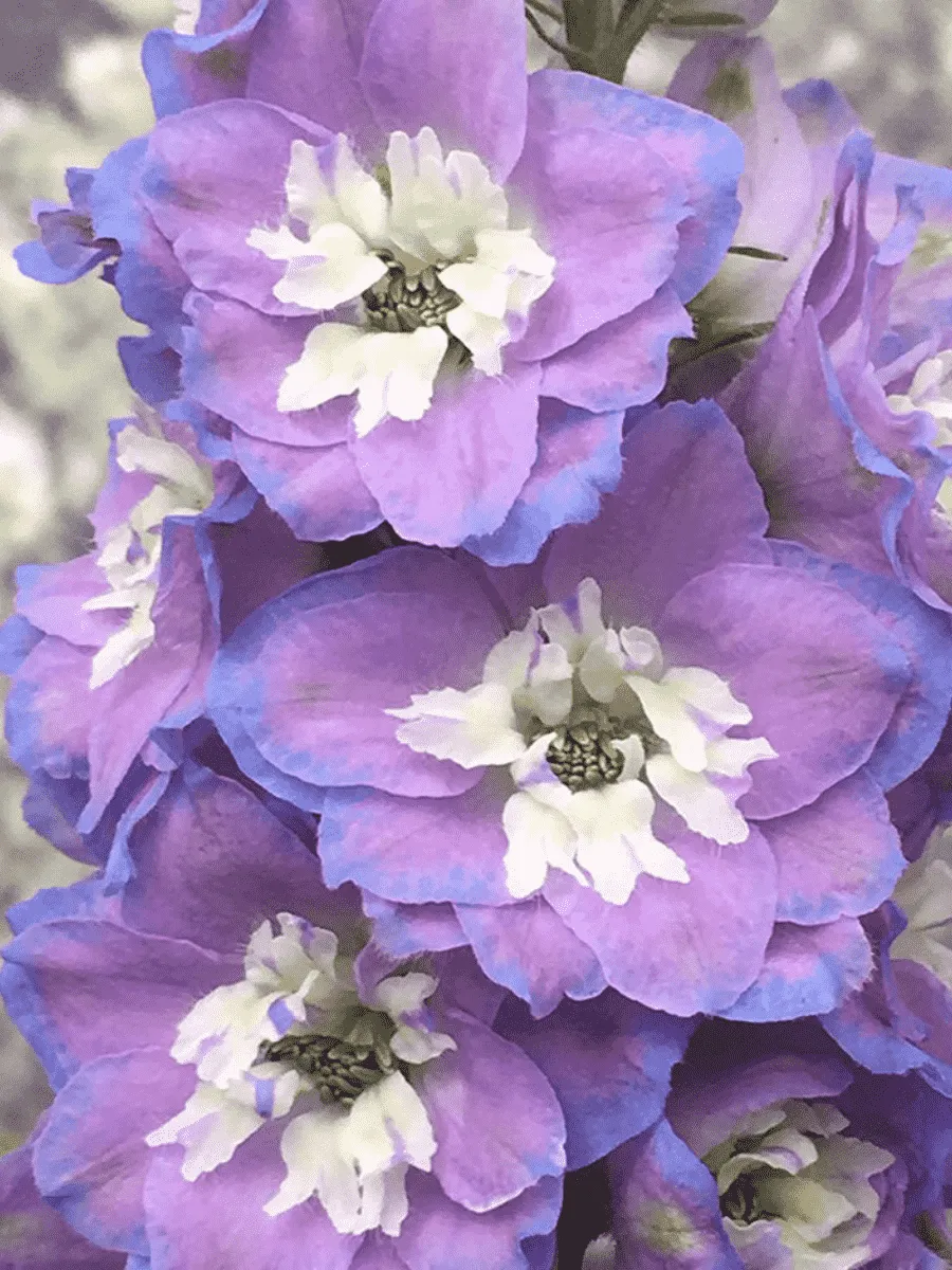 Дельфиниум  культурный Pacific Giant Camelliard