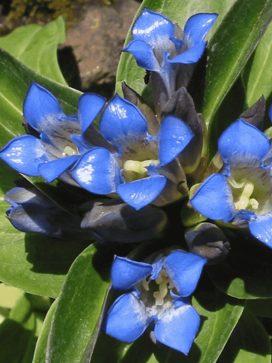 Горечавка крестовидная