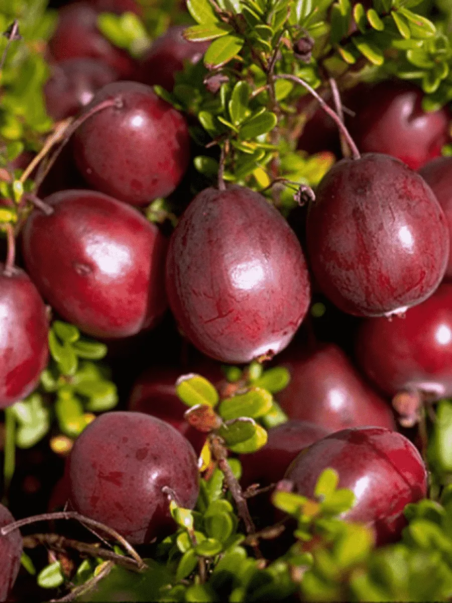 Клюква обыкновенная Ben Lear