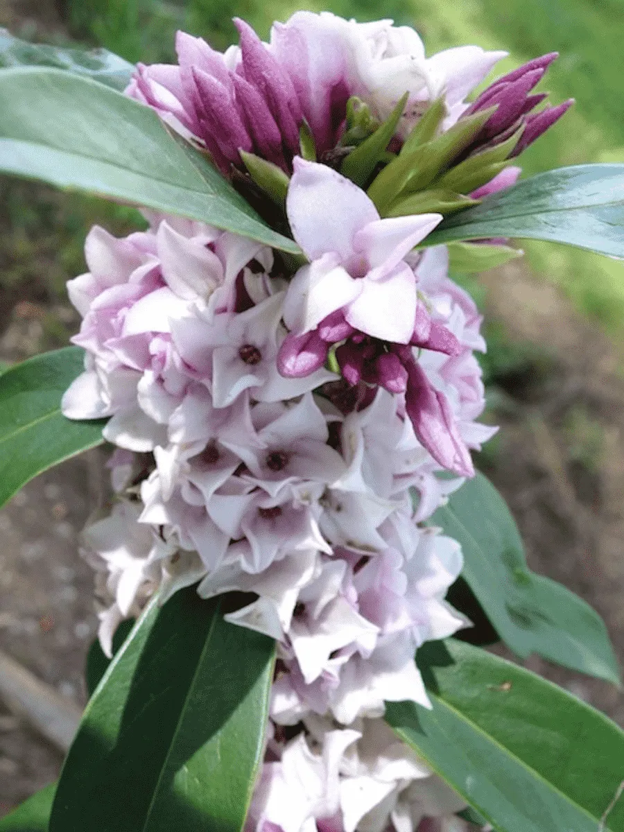 Дафна душистая Perfume Princess