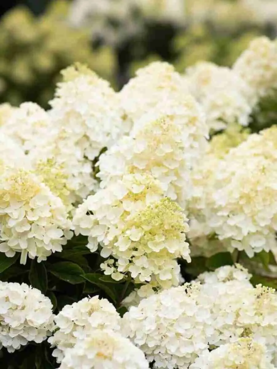 Гортензия метельчатая Living Summer Snow