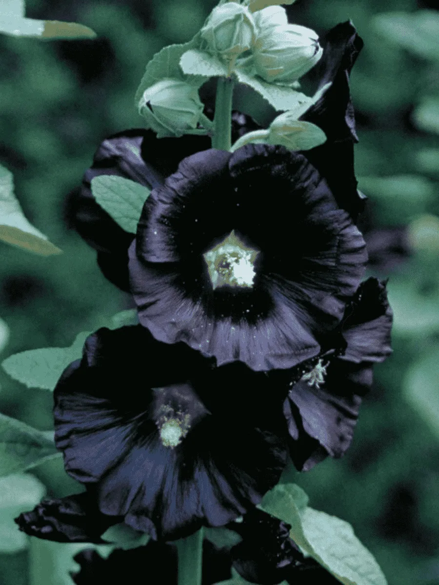 Мальва розовая Nigra