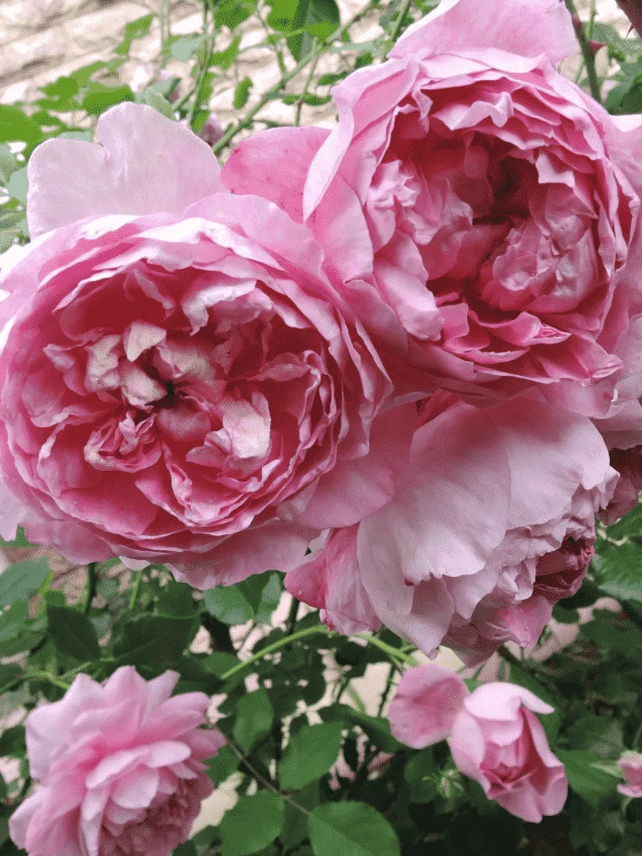 Роза Английская кустовая The Ingenious Mr. Fairchild