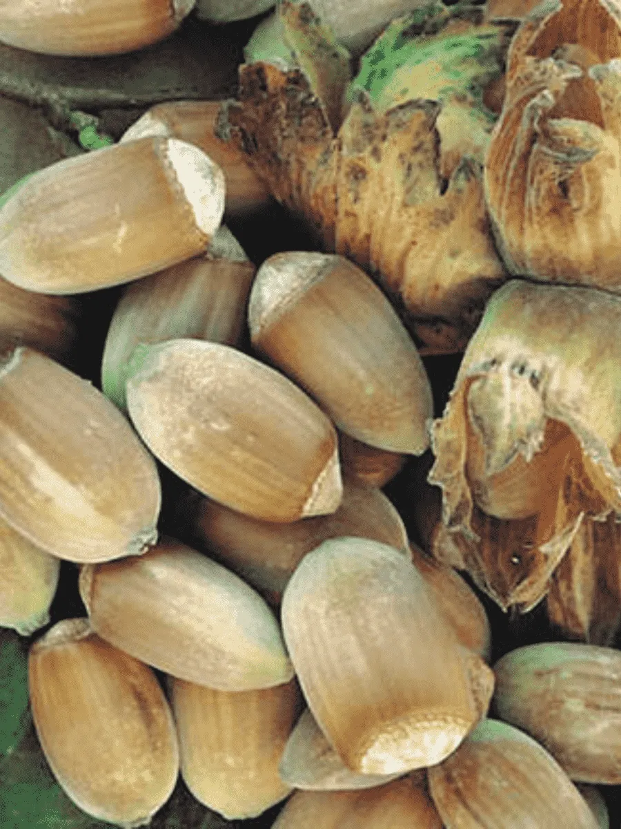 Фундук обыкновенный Webba Cenny