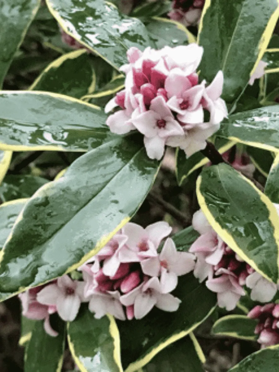 Дафна кавказская Variegata