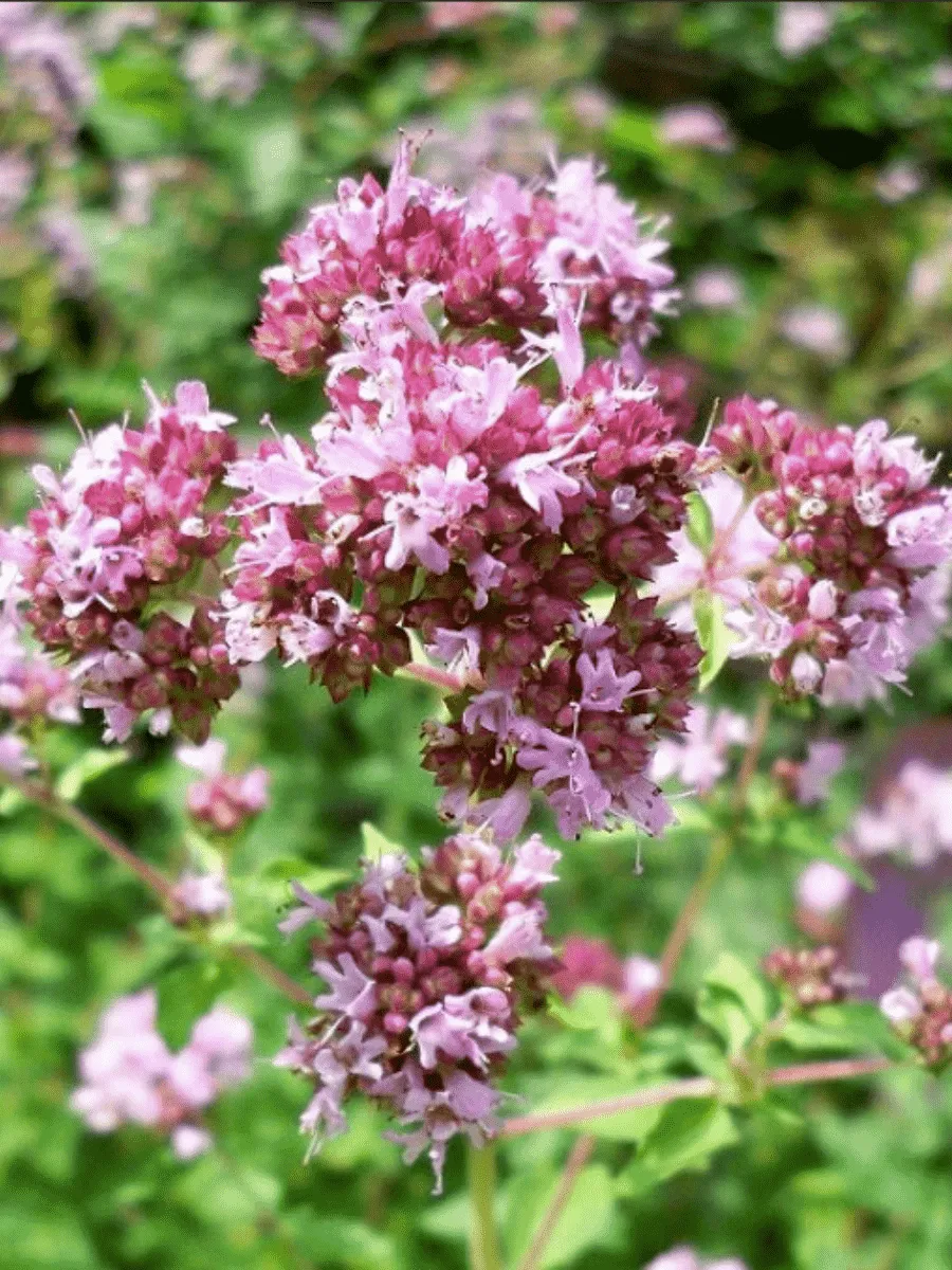 Душица обыкновенная Poncho