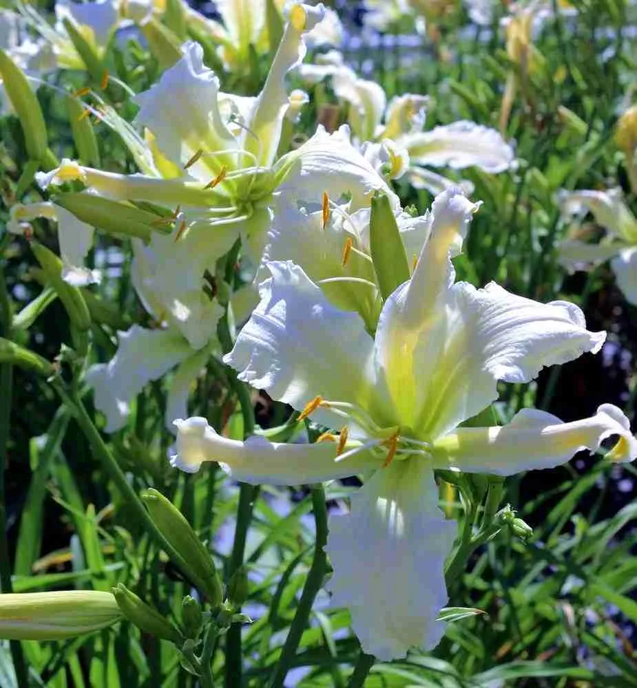 Лилейник Heavenly Angel Ice