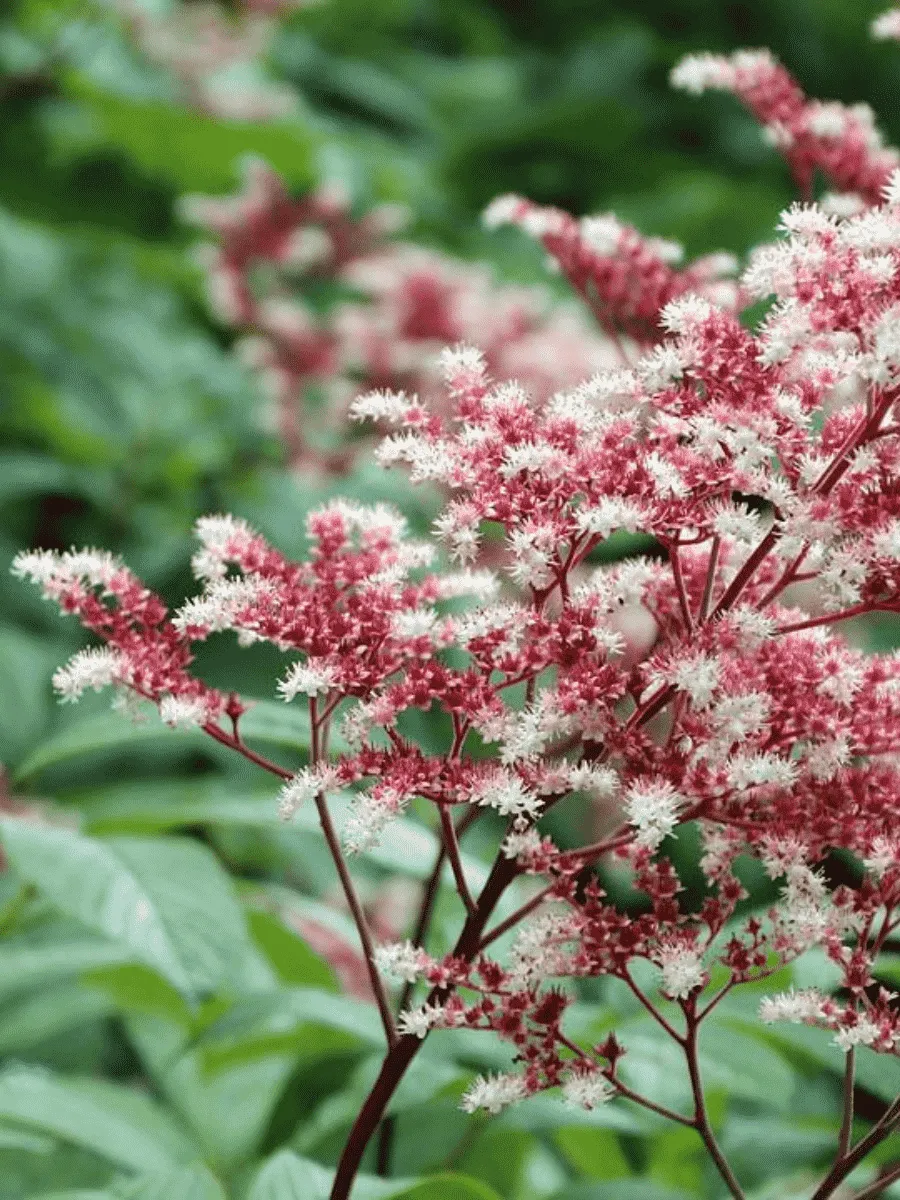 Роджерсия перистая Elegans