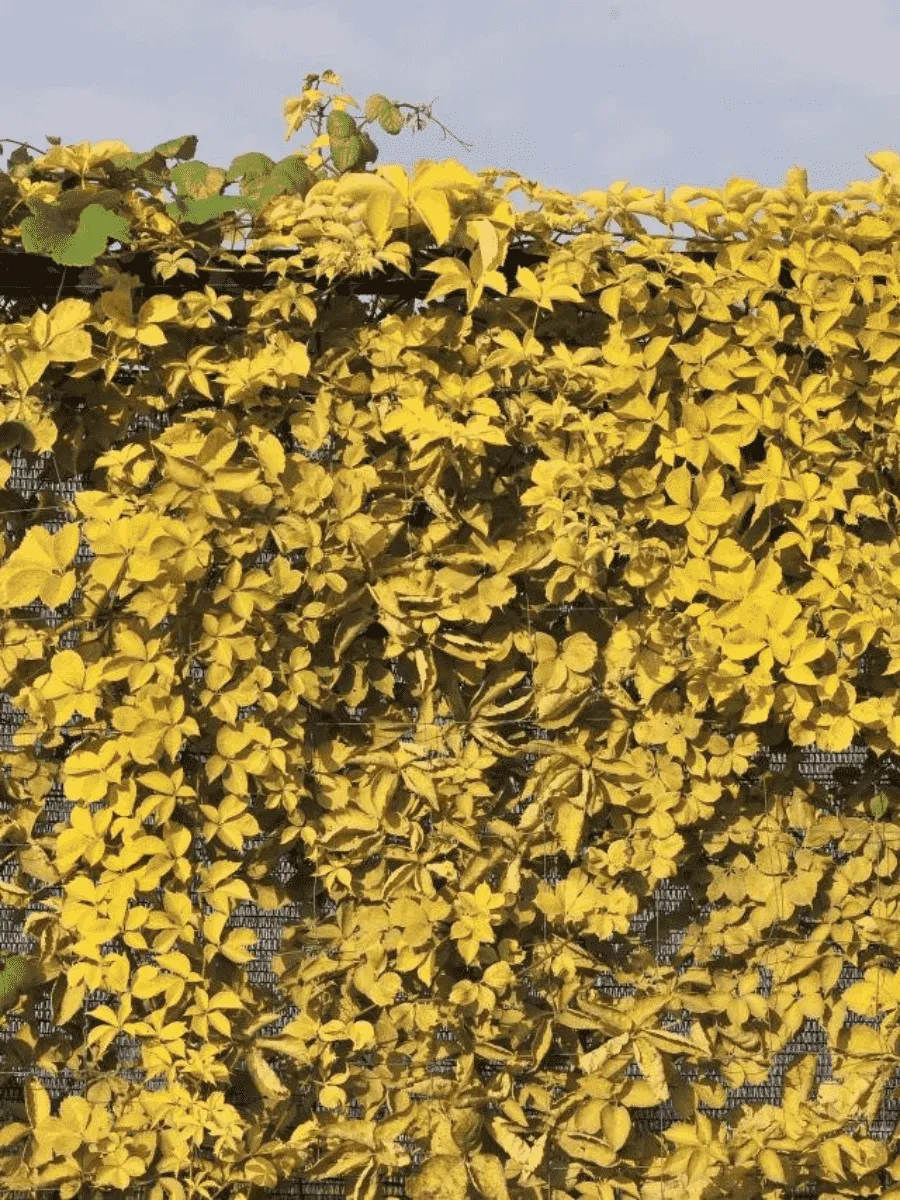 Виноград девичий Yellow Wall