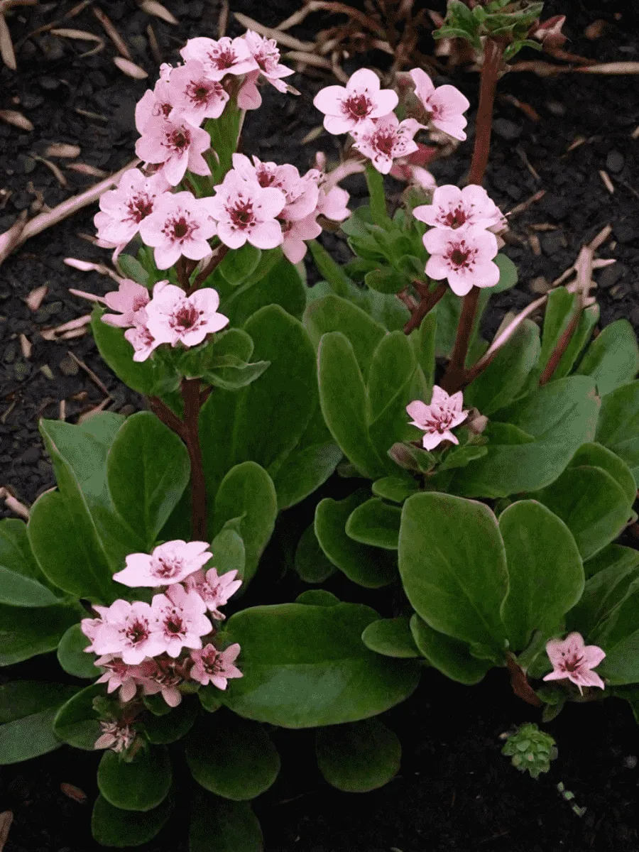 Бадан гибридный Dragonfly sakura