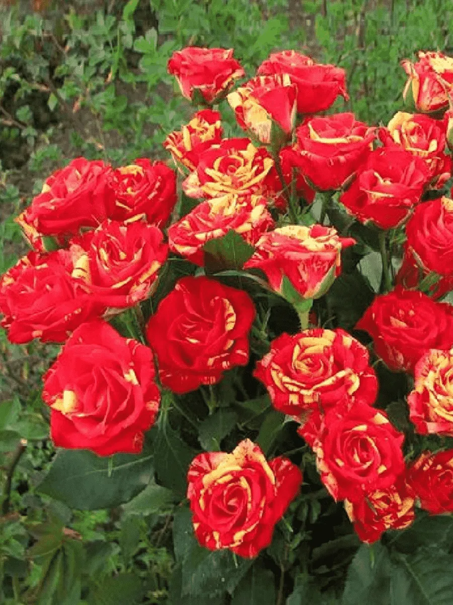 Роза спрей Fire Flash