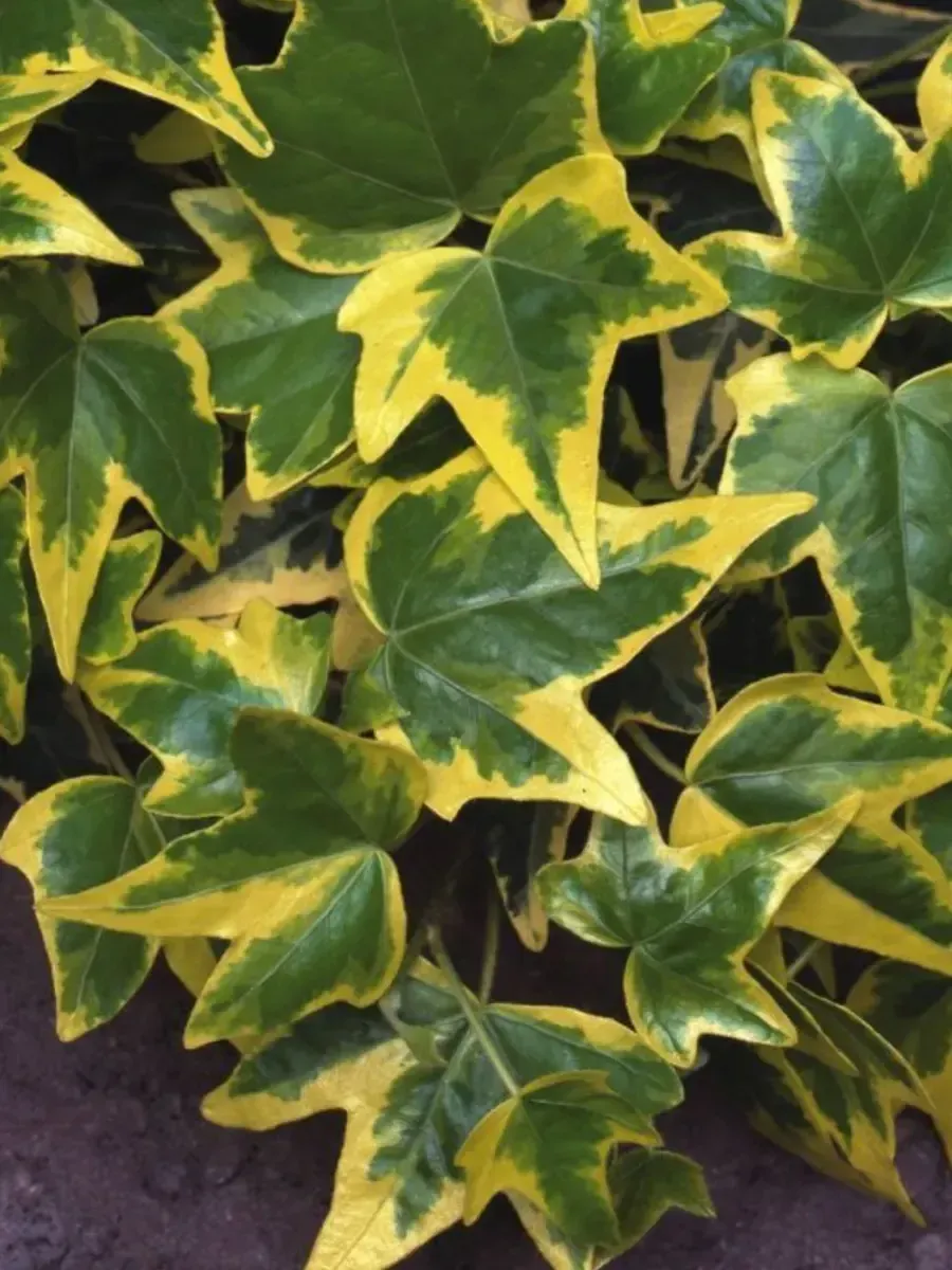 Плющ обыкновенный Goldchild