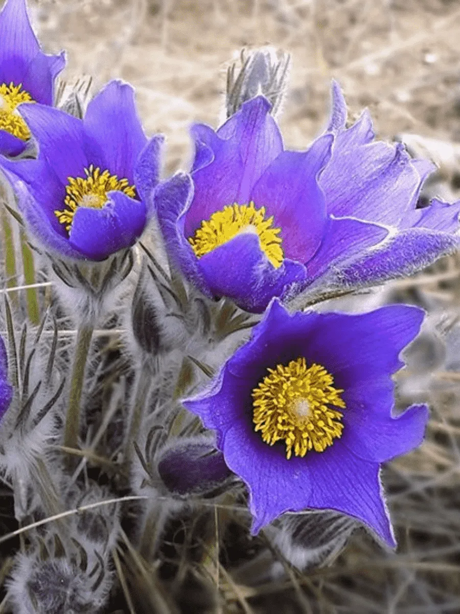 Прострел Раскрытый