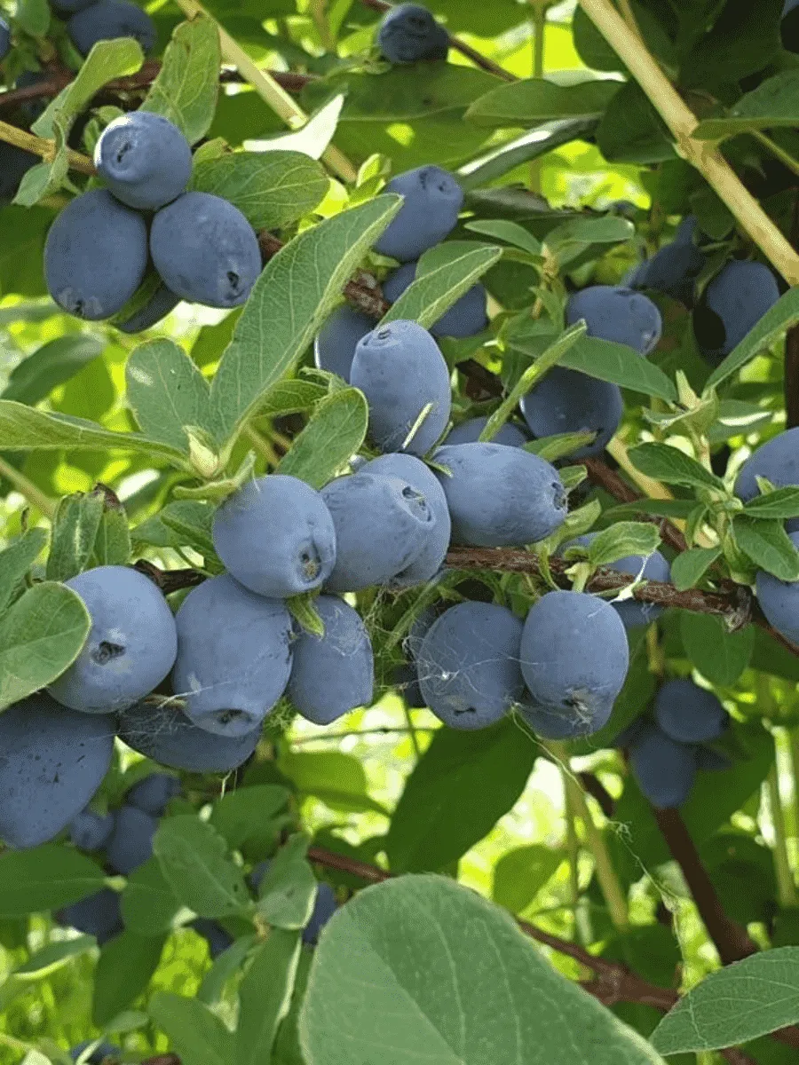 Жимолость плодовая Strawberry Sensation