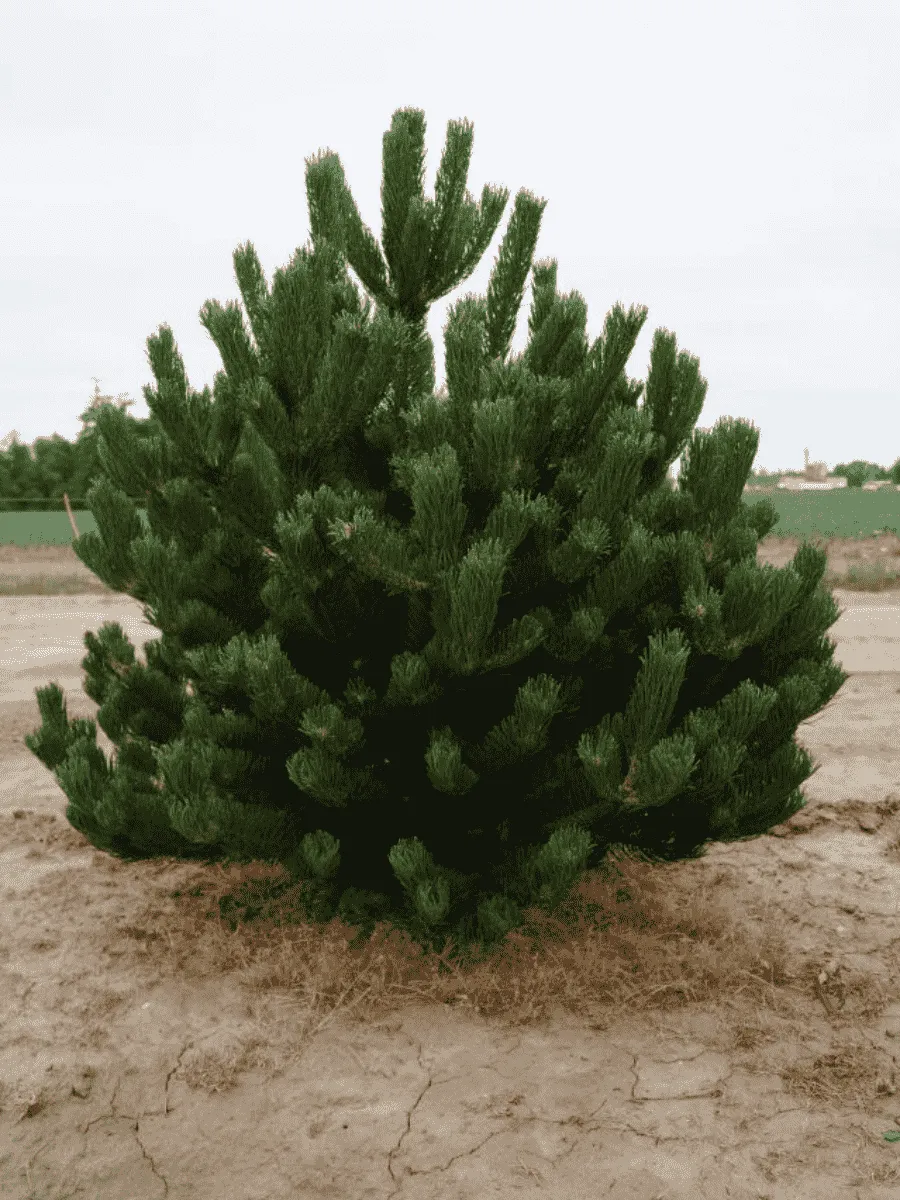 Сосна чёрная Oregon Green