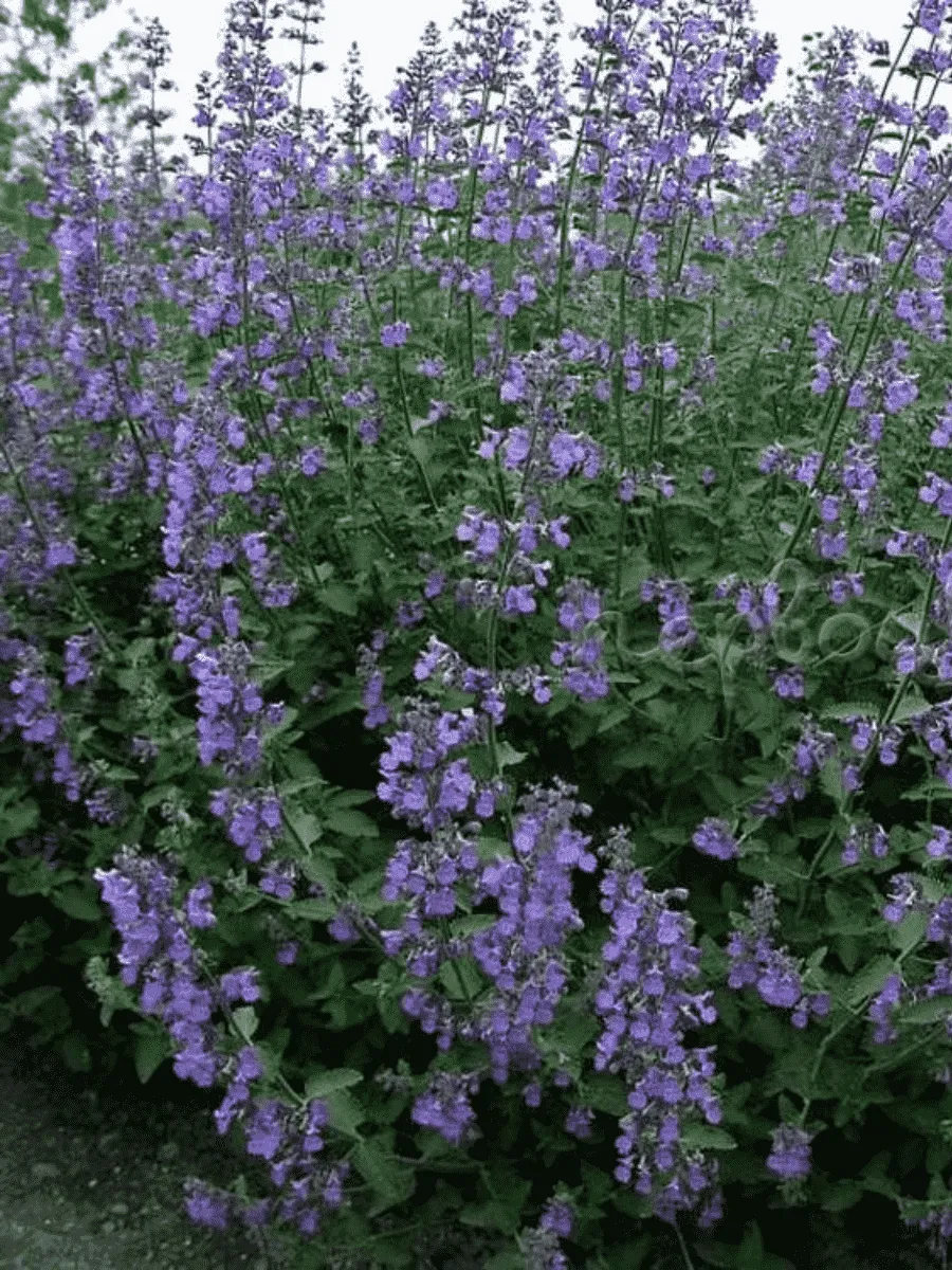 Котовник Фассена Six Hills Giant