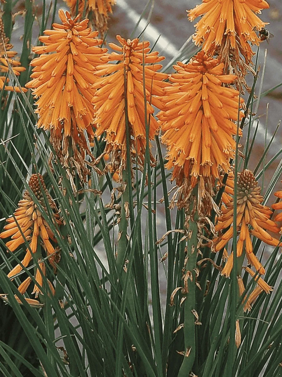 Книфофия гибридная Poco Orange