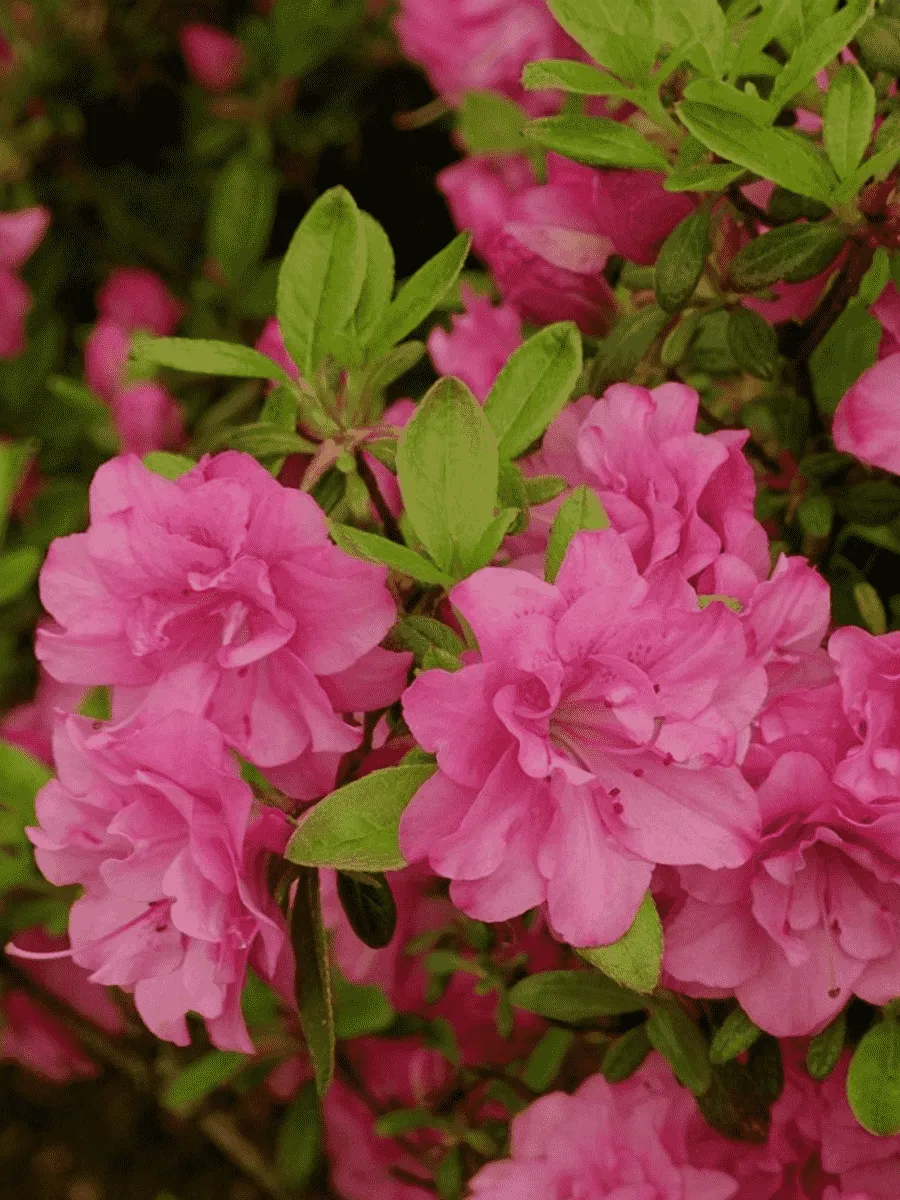 Азалия японская Rosinetta