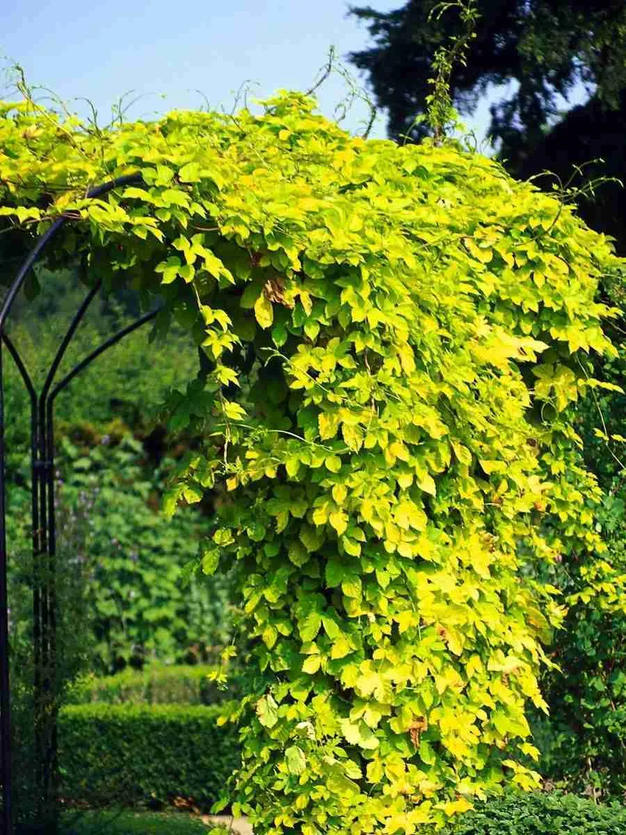 Древогубец