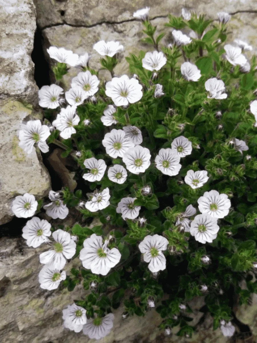 Гипсофила ясколковидная White