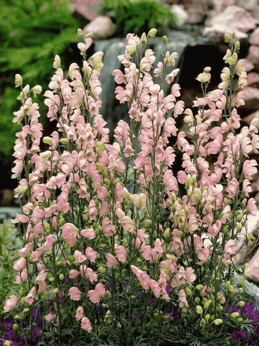 Аконит клобучковый Rubellum