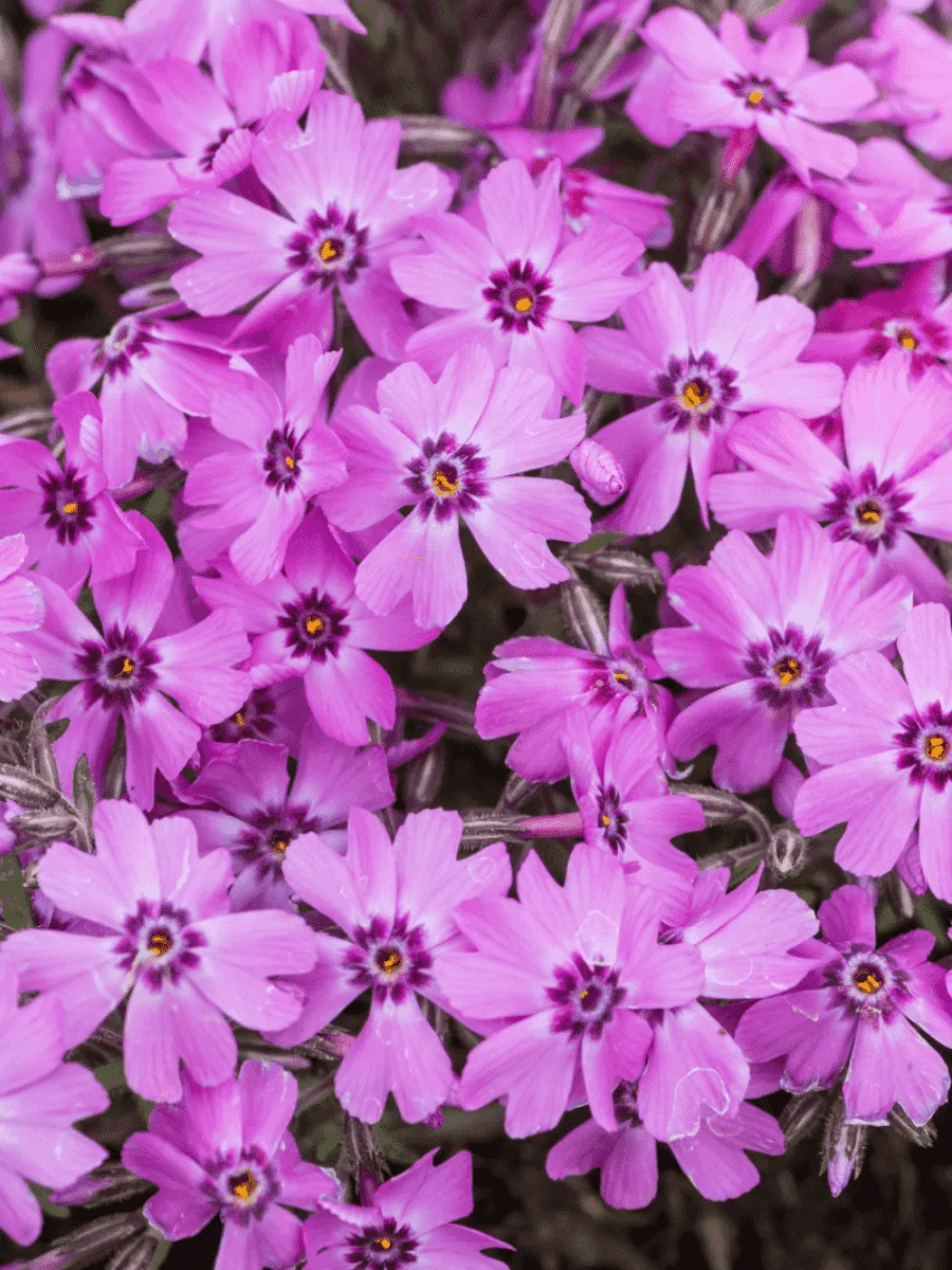 Флокс шиловидный Dark Rose Eye