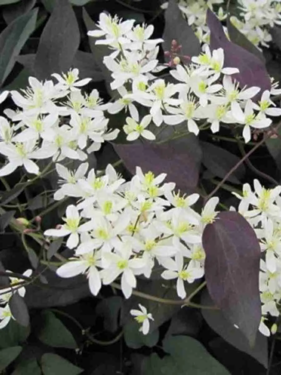 Клематис прямой Purpurea