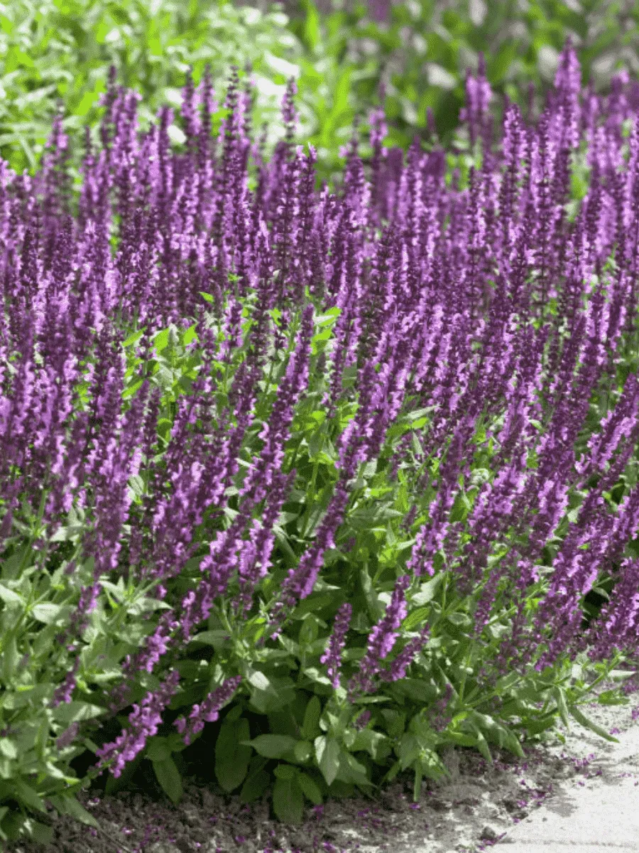 Шалфей дубравный Amethyst