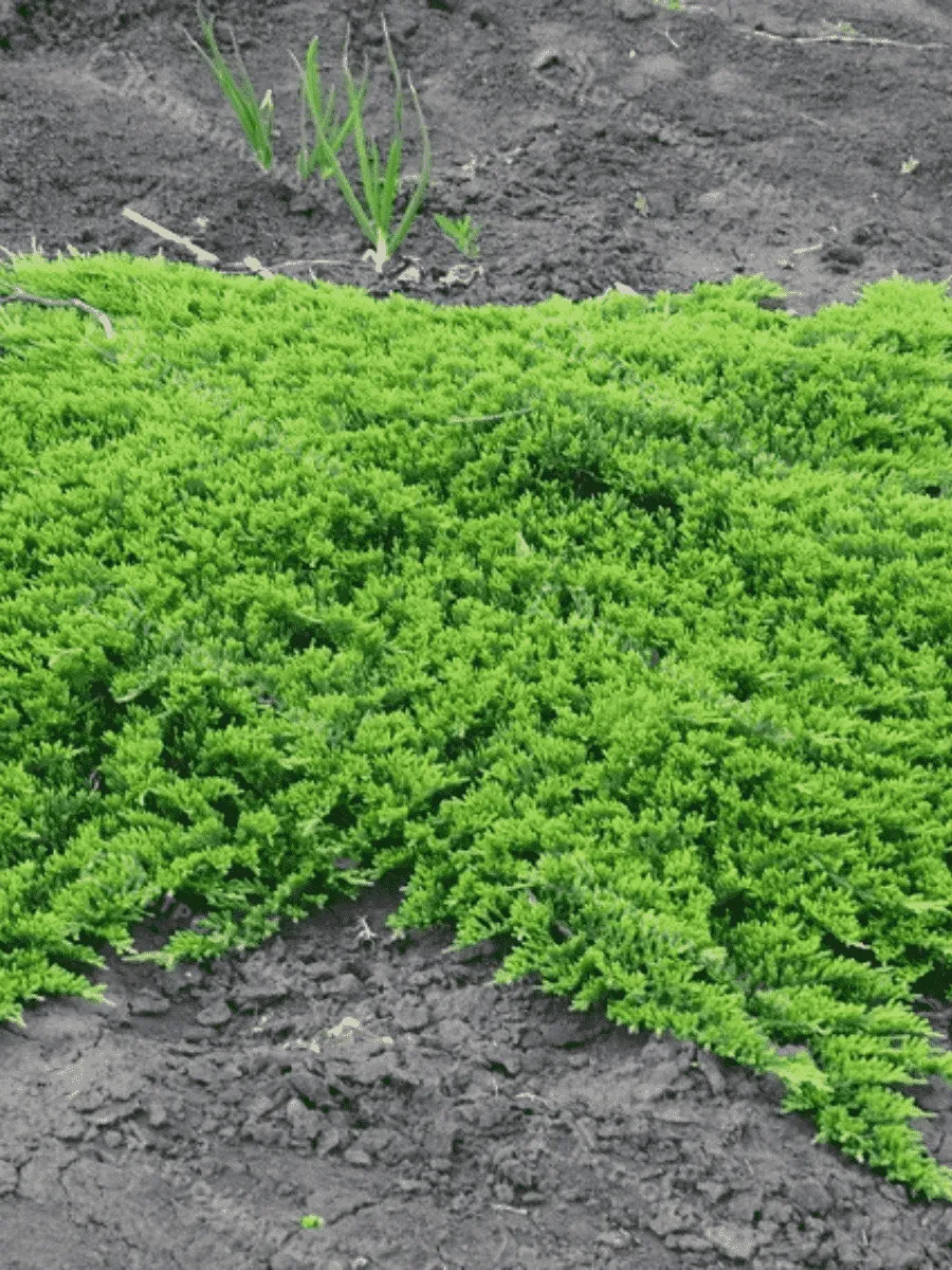 Можжевельник горизонтальный Prince of Wales