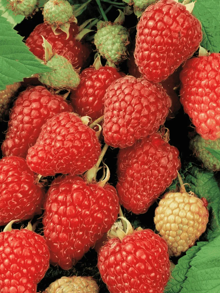 Малина ремонтантная Heritage