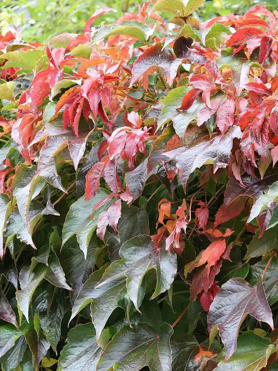 Виноград девичий пятилисточковый Parthenocissus