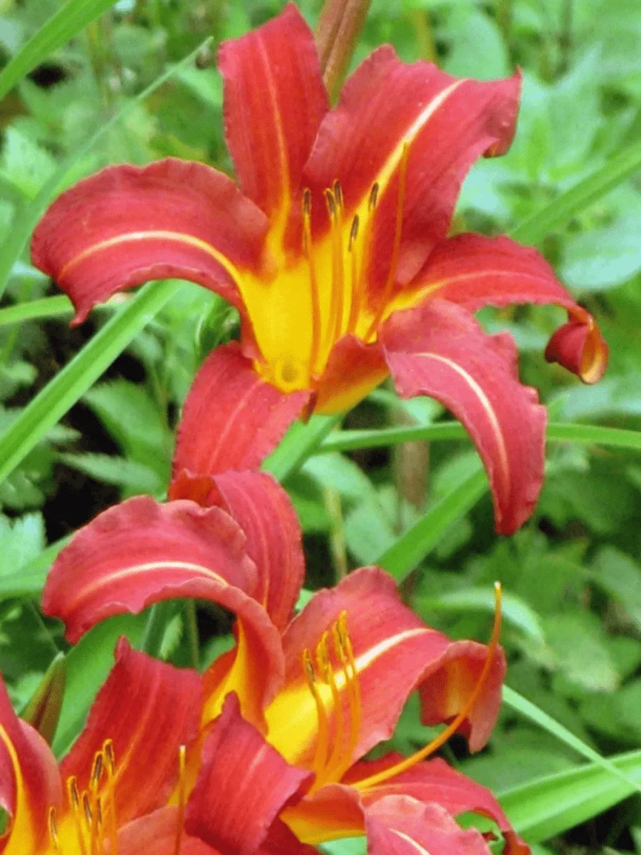 Лилейник красный