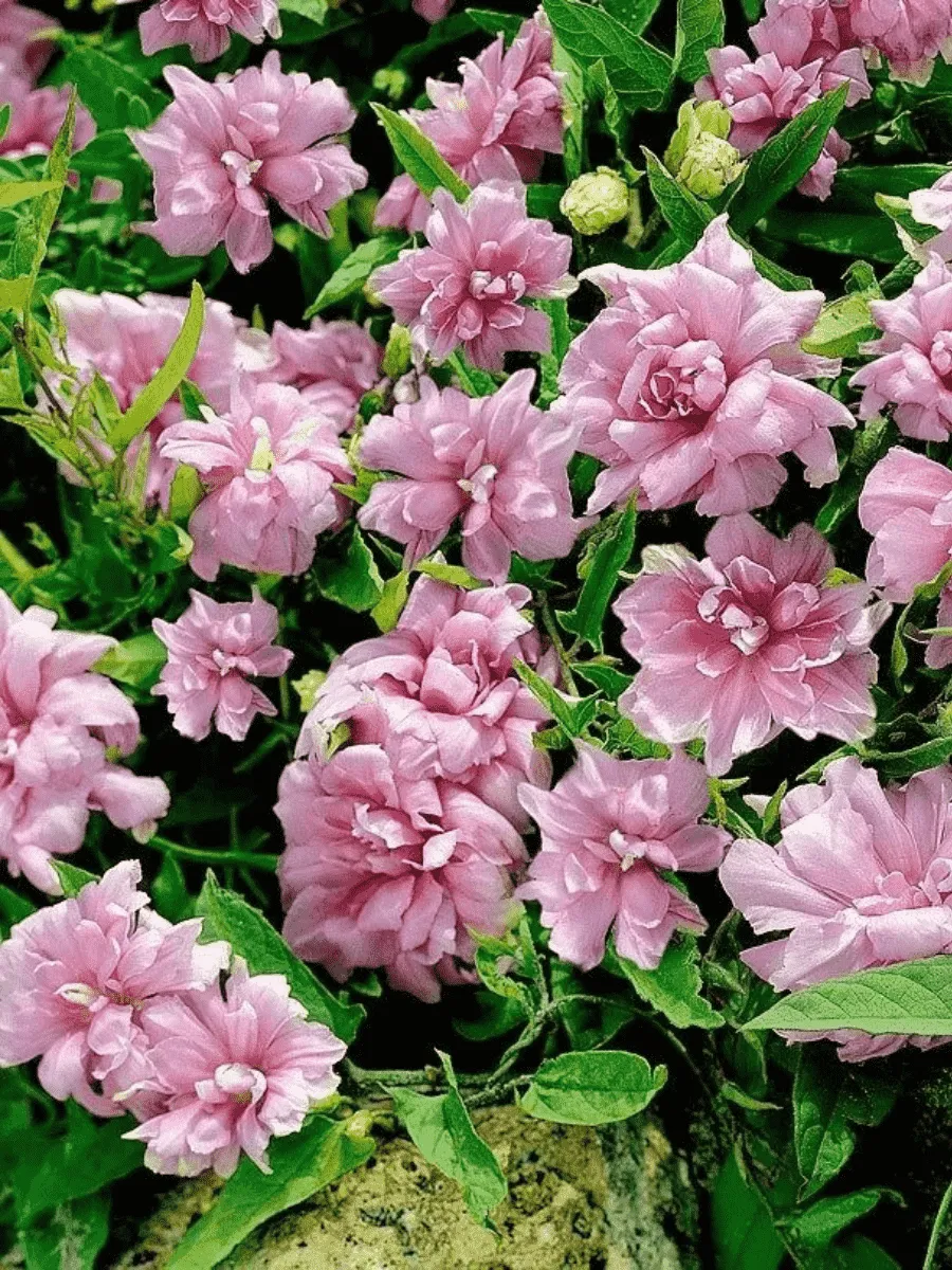 Калистегия плющелистная Flore Pleno