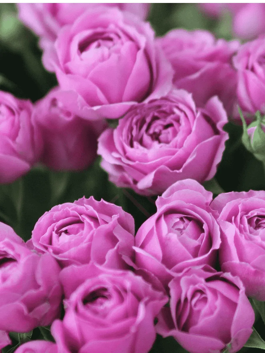 Роза спрей Misty Bubbles