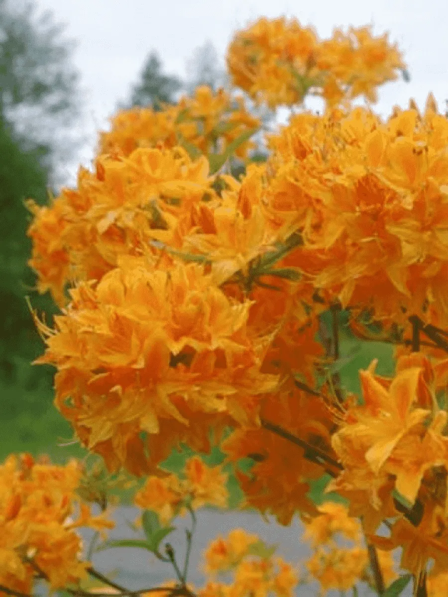 Азалия гибридный Golden Lights