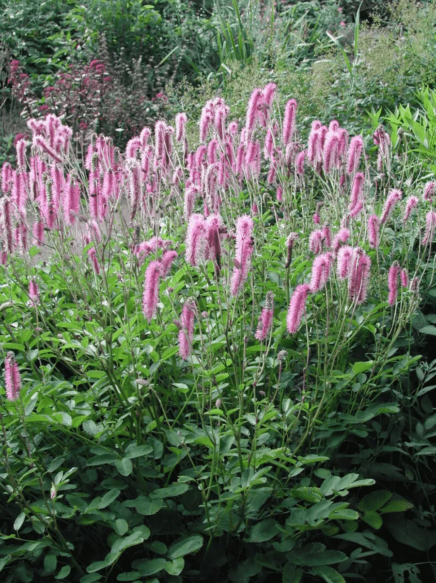 Кровохлебка Lilac Sguirrel