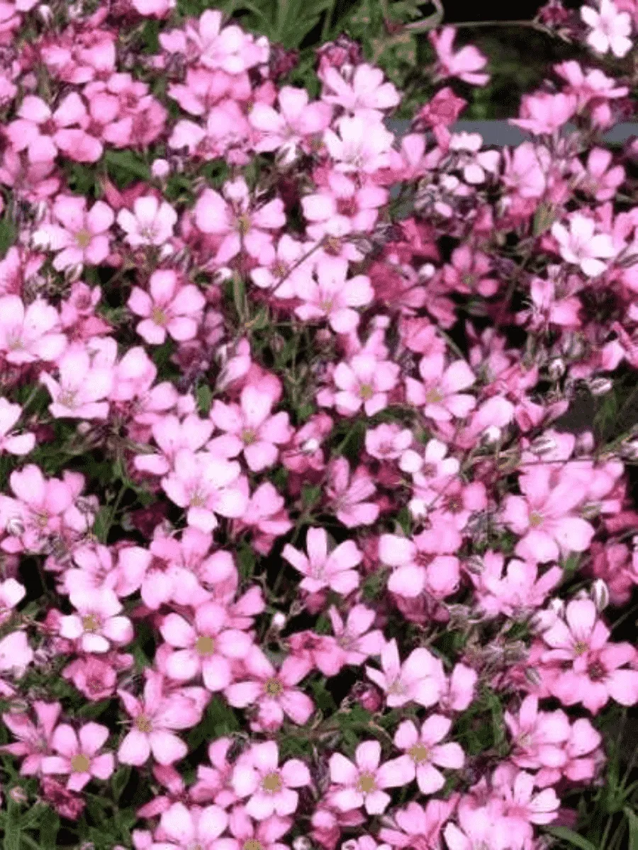 Гипсофила ползучая Rosea
